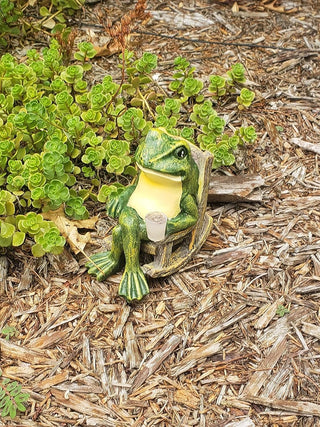 Radiant Garden Frog, Illuminated